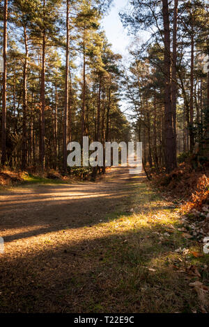 A straight path leads through a forest into the distance Stock Photo