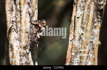 Closeup image of a New Zealand red admiral butterfly (Vanessa gonerilla)  with folded camouflaged wings.endemic to New Zealand. Stock Photo