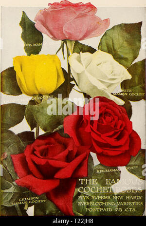 Archive image from page 23 of Dingee guide to rose culture Dingee guide to rose culture : 1850 1912  dingeeguidetoros19ding 3 Year: 1912 Stock Photo