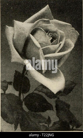 Archive image from page 25 of Dingee guide to rose culture Dingee guide to rose culture  dingeeguidetoros19ding 4 Year: 1913  â I p tI â 1 Hf V  f , A f-* 4 rv|H 14 w /Â» , J Typical Hybrid Tea Roses. Dingee Famous Hybrid Tea Roses For many years we have had by far the most complete and extensive list of Hybrid Tea Roses in the busi- ness, having- been the first house to call particular attention to their wonderful value. Ours is the greatest collection in this country. As the new varieties are introduced they are given a trial, and if found wanting in any respect are discarded and not offered Stock Photo