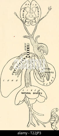 . DIAGRAM OF GALEN'S PHYSIOLOGICAL SYSTEM Stock Photo - Alamy