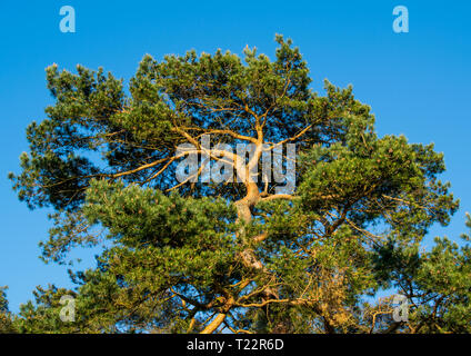 Large old Pine tree in Sussex against a cloudless sky. Stock Photo