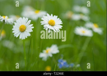 Daisies blooming in meadow Stock Photo