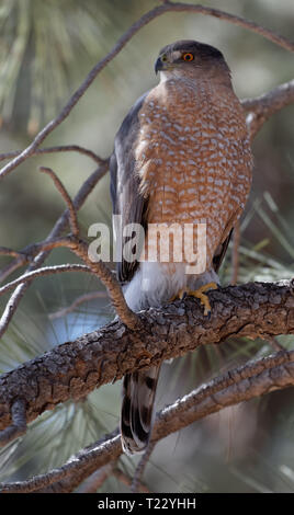 A Cooper's hawk unblinking attention is on display in Lion's Park, Cheyenne, Wyoming. Stock Photo