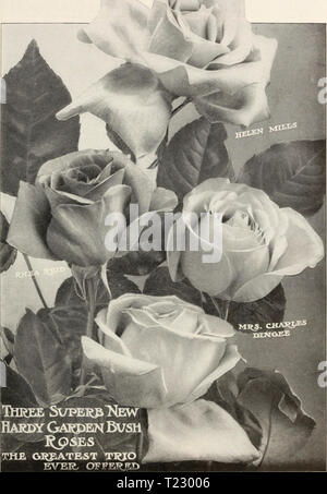 Archive image from page 40 of Dingee guide to rose culture Dingee guide to rose culture : 1850 1912  dingeeguidetoros19ding 3 Year: 1912 Stock Photo