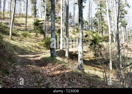 Path through beautiful deciduous forest during early spring, covered with fallen leaves Stock Photo