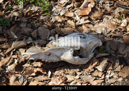 Upper part of wild boar skull on the ground in forest, found on the ground while hiking Stock Photo