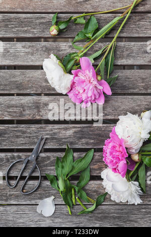 Pink and white Peonies and scissors on garden table Stock Photo