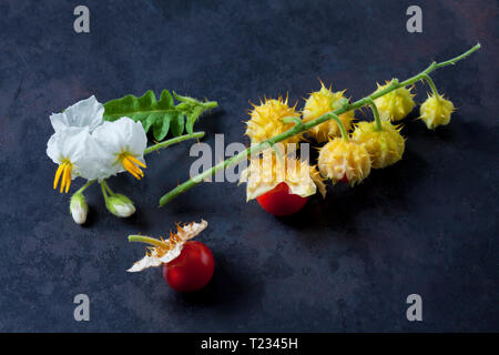 Sticky nightshade tomatoes, leaves and blossoms on dark ground Stock Photo