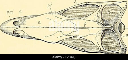 Archive image from page 128 of The dinosaurs of North America The dinosaurs of North America  dinosaursofnort00mars Year: 1896  U. S- GEOLOGICAL SURVEY SIXTEENTH ANNUAL REPORT PART 1 PL. Ill Stock Photo