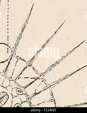 Archive image from page 132 of Die Zelle und die Gewebe Die Zelle und die Gewebe. Grundzüge der Allgemeinen Anatomie und Physiologie  diezelleunddiege02hert Year: 1893-1898  ev Stock Photo