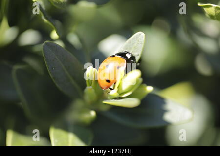 Lady bug on a green branch Stock Photo
