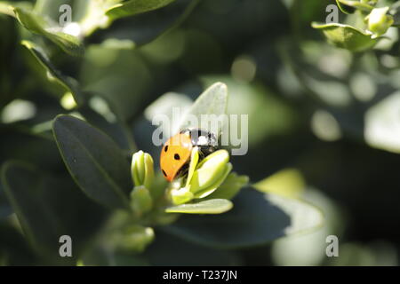 Lady bug on a green branch Stock Photo