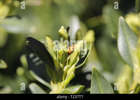 Lady bug on a green branch Stock Photo