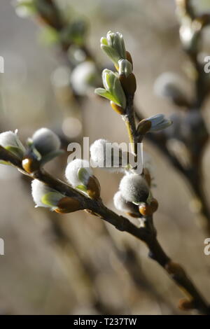 Salix blooming Stock Photo