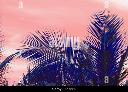 Palm silhouettes warm Living Coral skies tropical concept for travel background Stock Photo