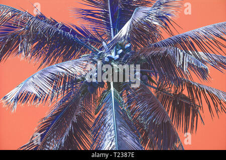 Palm silhouettes warm Living Coral skies tropical concept for travel background Stock Photo