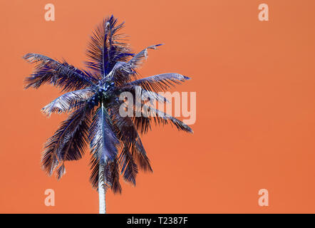 Palm silhouettes warm Living Coral skies tropical concept for travel background Stock Photo