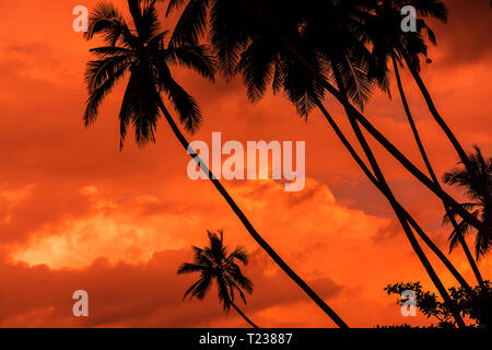 Palm silhouettes warm Living Coral skies tropical concept for travel background Stock Photo