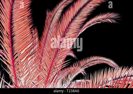 Inverted palm silhouette in color Living Coral isolated on black tropical background Stock Photo