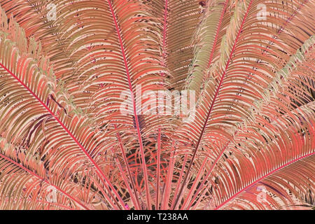Inverted palm silhouette in color Living Coral tropical background Stock Photo