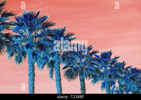 Palm trees seen from below on color Living Coral sky background Stock Photo