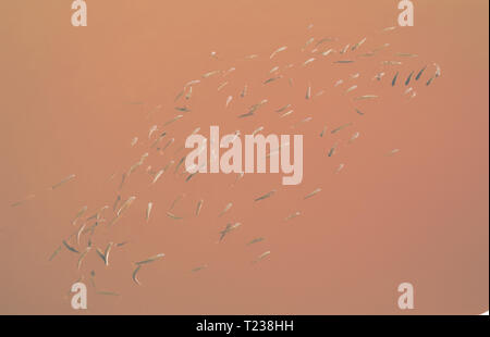 Fish swimming in water toned in Living Coral shade background Stock Photo