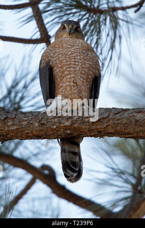 A Cooper's hawk unblinking attention is on display in Lion's Park, Cheyenne, Wyoming Stock Photo