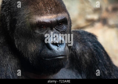 African wild animals in a zoo Stock Photo