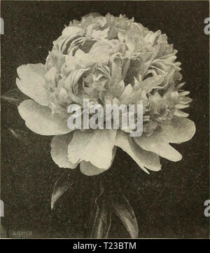 Pink, yellow and cream late double Tulip, tulipa ‘Creme Upstar’ in ...