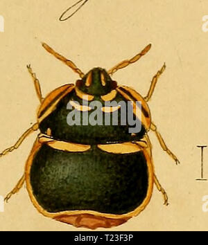 Archive image from page 164 of Die wanzenartigen Insecten getreu nach Stock Photo