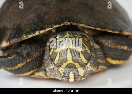 Close-up portrait of colorful turtle  on studio white background Stock Photo