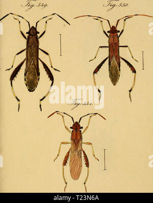 Archive image from page 178 of Die wanzenartigen Insecten getreu nach Stock Photo