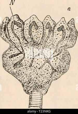 Archive image from page 187 of Die Zelle und die Gewebe Die Zelle und die Gewebe. Grundzüge der Allgemeinen Anatomie und Physiologie  diezelleunddiege02hert Year: 1893-1898 Stock Photo