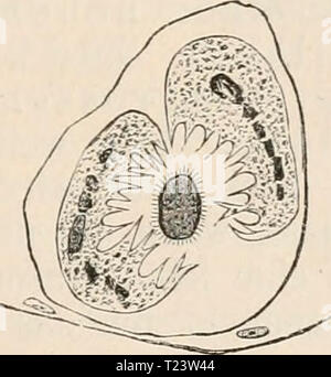 Archive image from page 280 of Die Zelle und die Gewebe Die Zelle und die Gewebe. Grundzüge der Allgemeinen Anatomie und Physiologie  diezelleunddiege02hert Year: 1893-1898 Stock Photo