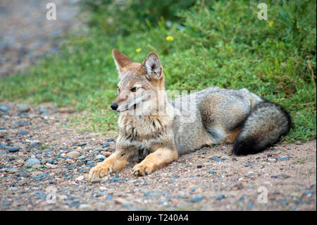 South American Gray Fox, Patagonian fox or Gray Zorro (Pseudalopex Griseus), Patagonia, Argentina Stock Photo