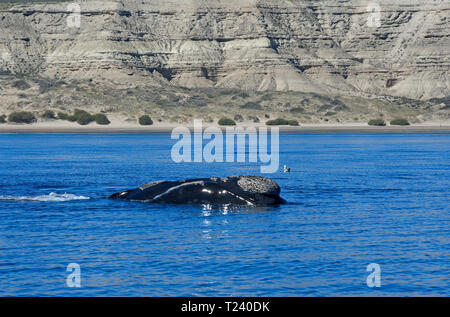 Southern Right Whale (Eubalaena australis), Valdes peninsula, Patagonia, Argentina Stock Photo