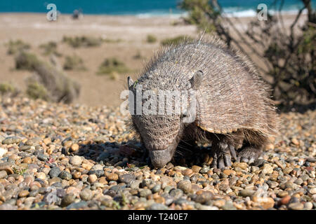 Larger Hairy Armadillo or Greater Hairy Armadillo (Chaetophractus villosus), Valdes Peninsula, Nature Reserve, Patagonia, Argentina Stock Photo