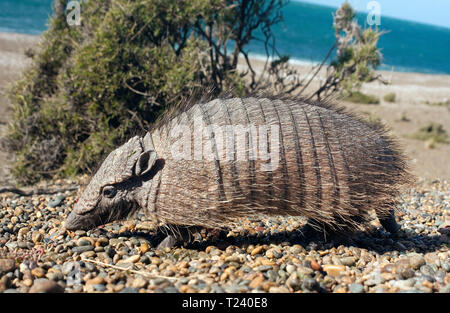 Larger Hairy Armadillo or Greater Hairy Armadillo (Chaetophractus villosus), Valdes Peninsula, Nature Reserve, Patagonia, Argentina Stock Photo