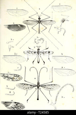 Archive image from page 240 of Diptères exotiques nouveaux ou peu Stock Photo