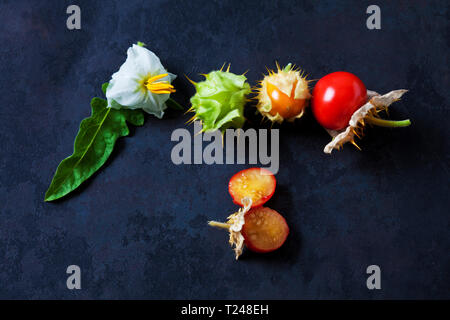 Sticky nightshade tomatoes, leaves and blossoms on dark ground Stock Photo