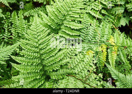 A group of arachniodes standishii (upside down fern) grows wild in a forest. Stock Photo