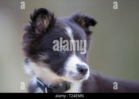 Portrait of Border Collie puppy Stock Photo