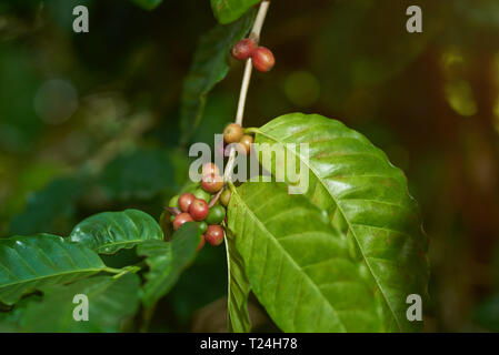 Macro of raw coffee beans on tree branch Stock Photo