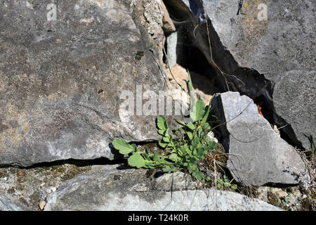 Cute little green plants growing from a crack in an old wall made of grey stones. Photographed during a sunny spring day in Nyon, Switzerland. Stock Photo
