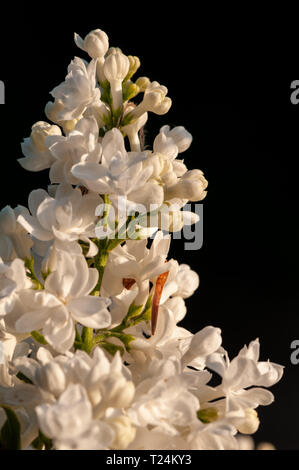 Syringa vulgaris in sunset in garden in Slovenia Stock Photo