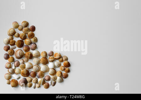 A full heart created from seashells isolated on a white background with copy space. Stock Photo