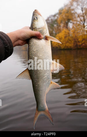 Big asp in fisherman's hand, european predatory fish Stock Photo