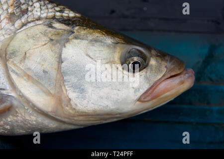 Asp fish's head close-up Stock Photo