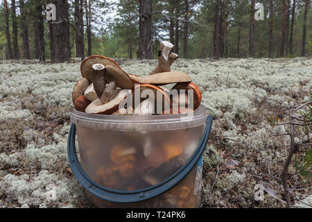 Small bucket with mushrooms. Siberia, Russia Stock Photo